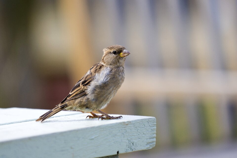 Nature tame plumage