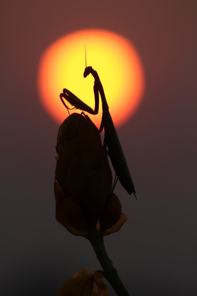Mantis prayingmantis sunset