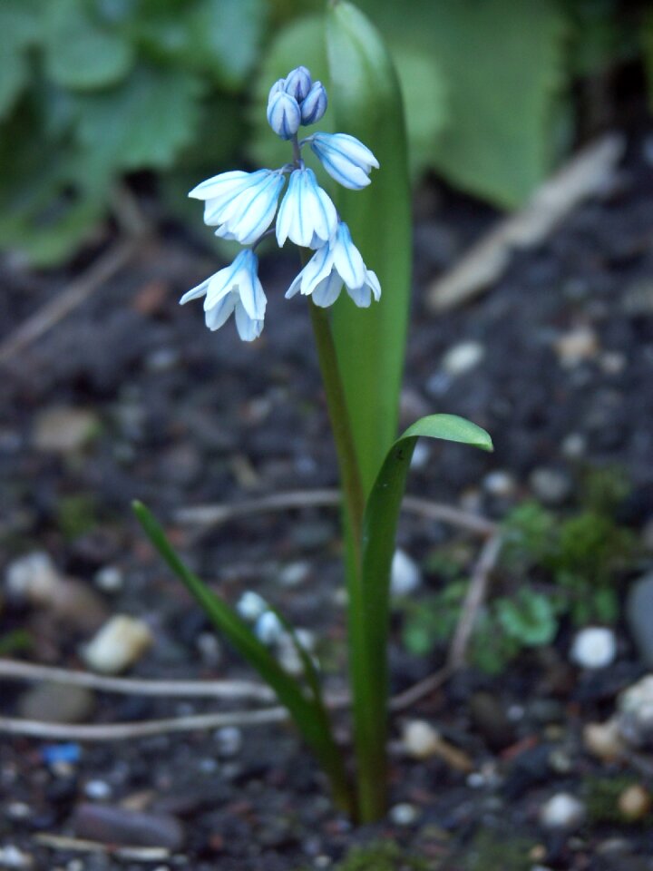 Outdoor no person spring