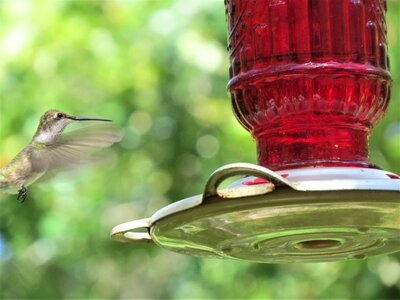 Red feeder colorful wildlife photo