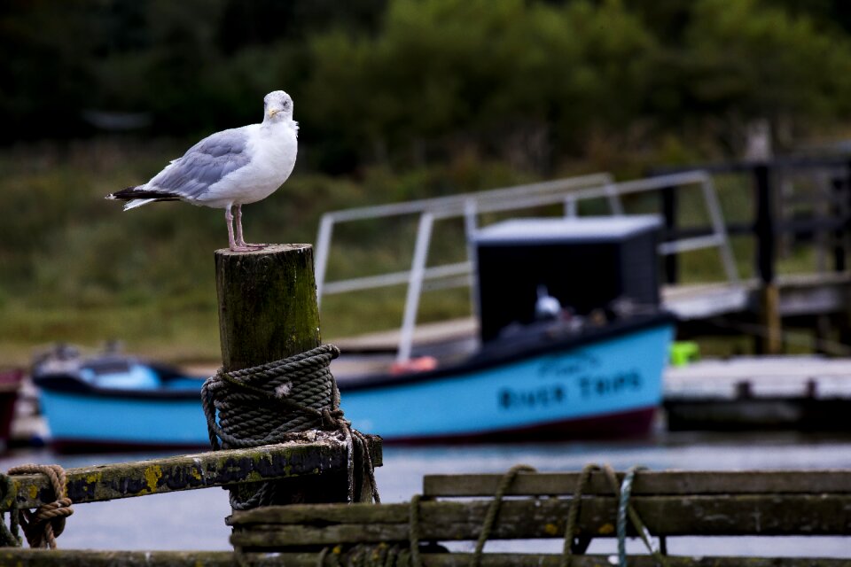 Moored boat landscape nature