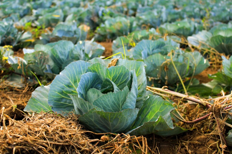 Plant vegetable cabbage