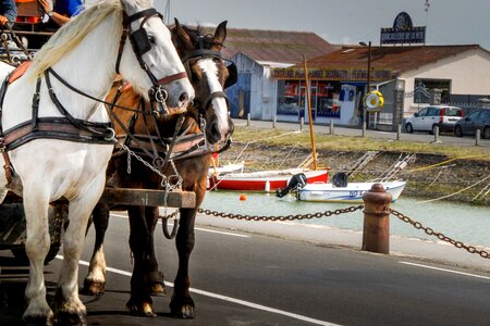 Hitch noirmoutier hippobus photo