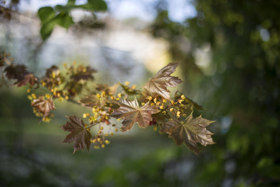 Branches japanese maple