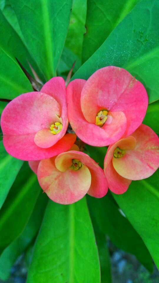 Flower tree ornamental
