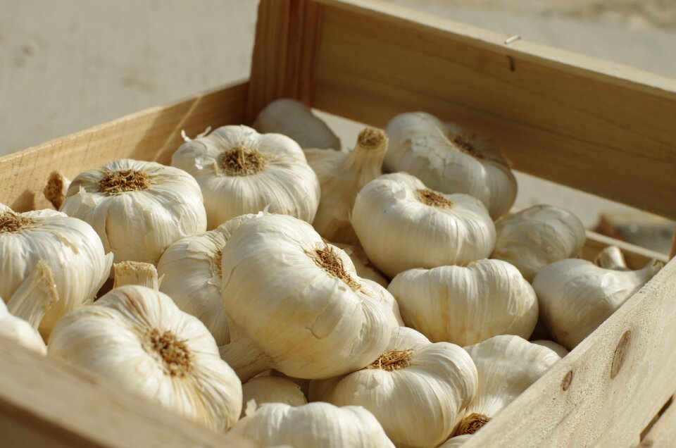 Garlic grown power culture