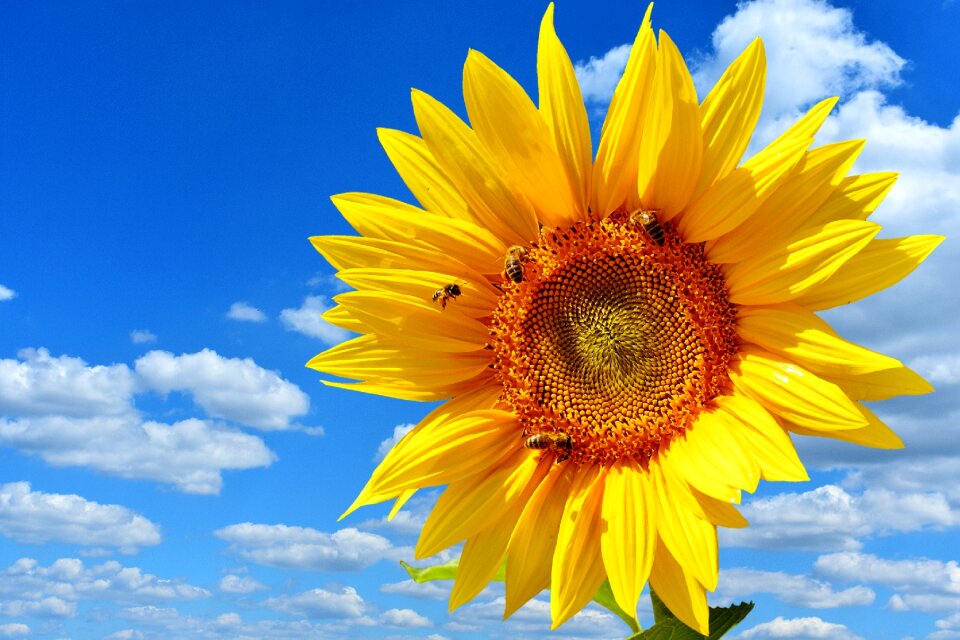 Summer garden blossom