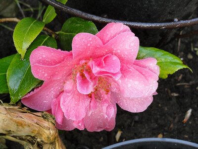 Pink flower petal