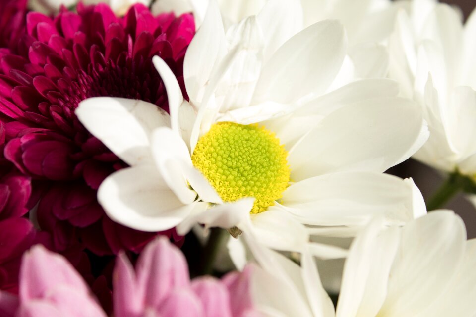 Flowering open flowers florist