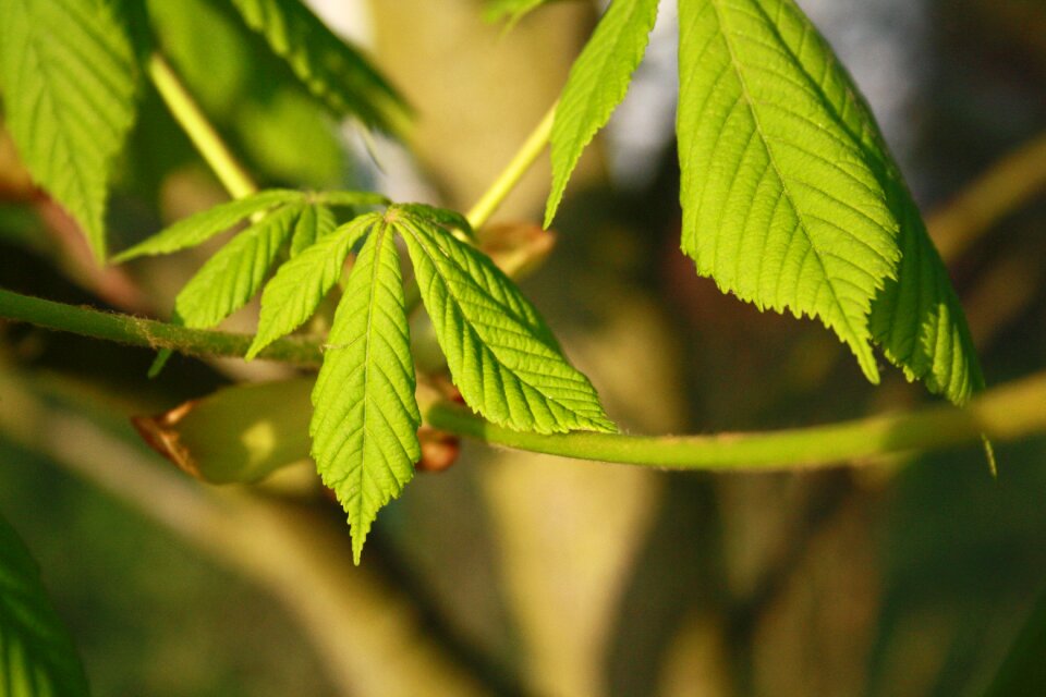 Growth close up spring