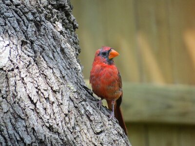 Young red wildlife