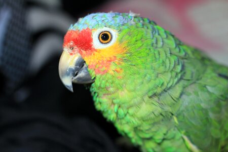 Colorful plumage color photo