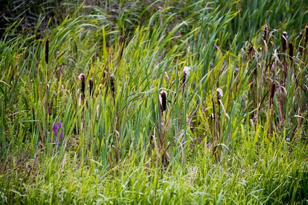 Marsh fen natural