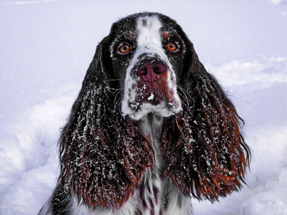 Dog springer spaniel pet