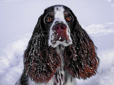 Dog springer spaniel pet