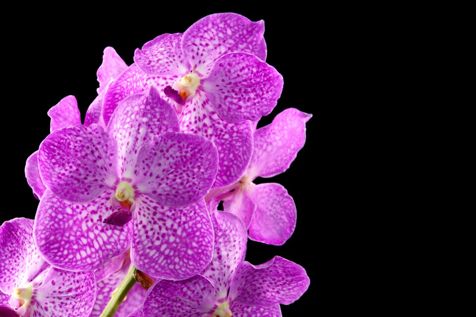 Orchid plant blooming