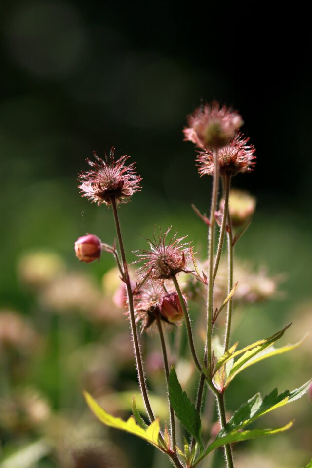 Summer garden forest