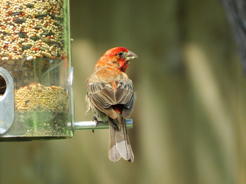 Bird scarlet and gray wildlife