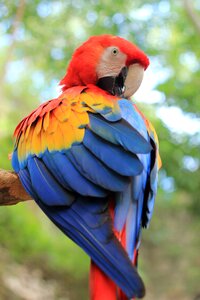 Colorful plumage color