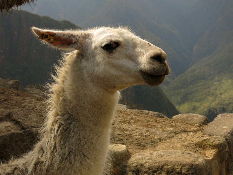 Camel machu picchu peru