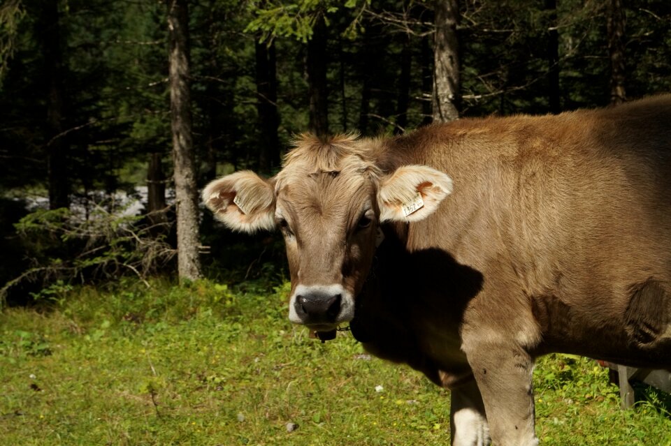 Animal meadow alm photo