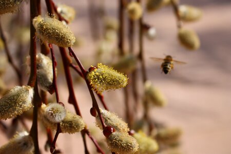 Bee willow catkins macro photo