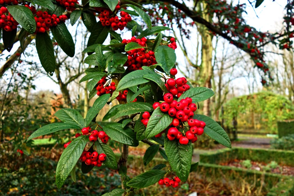 Branch leaves evergreen