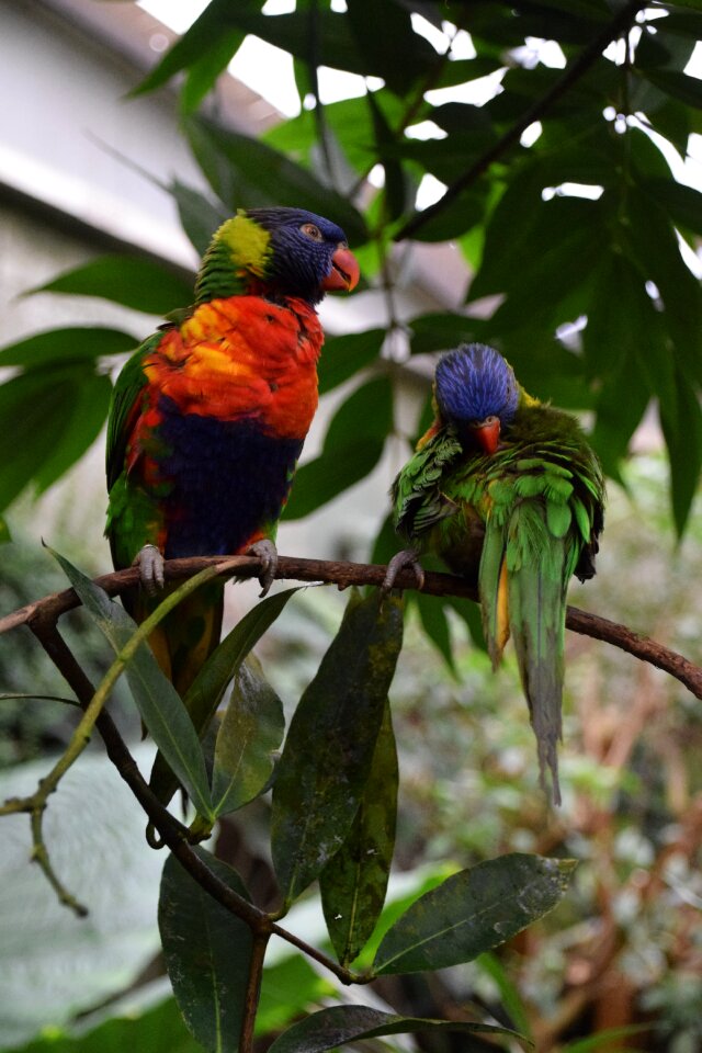 Plumage exotic bird nature