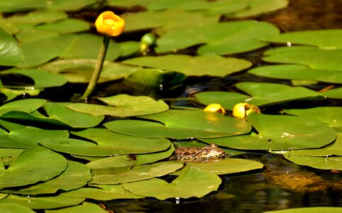 Water frog frog pond high
