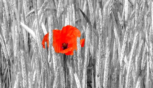 Plant poppy season
