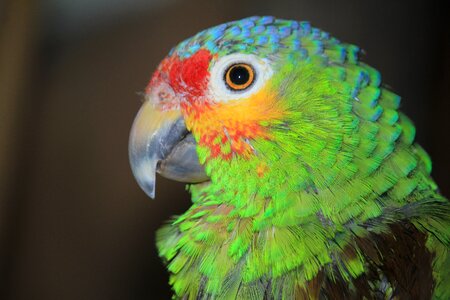 Colorful plumage color photo