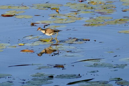 Birds jacana lake photo