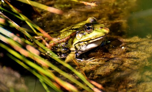 Water frog frog pond high photo