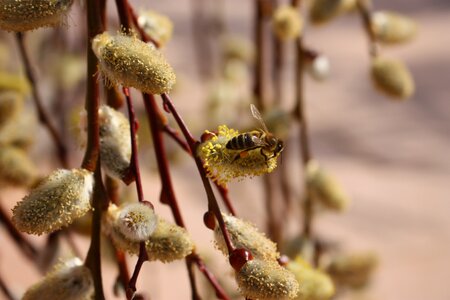 Summer wasp hummel