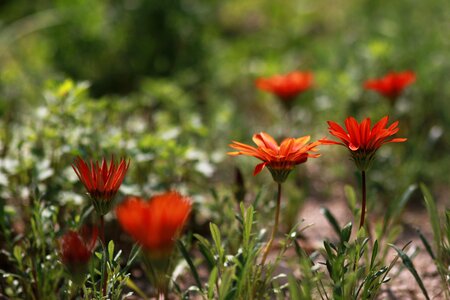 Summer garden forest
