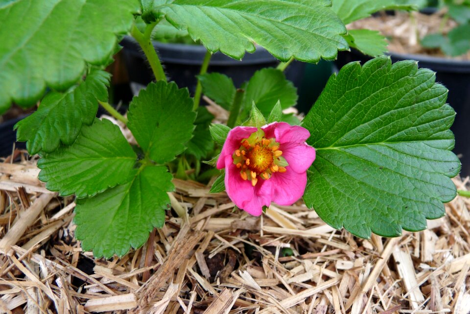 Plant garden nature