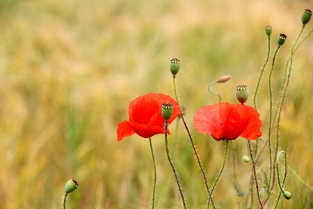 Flower nature field