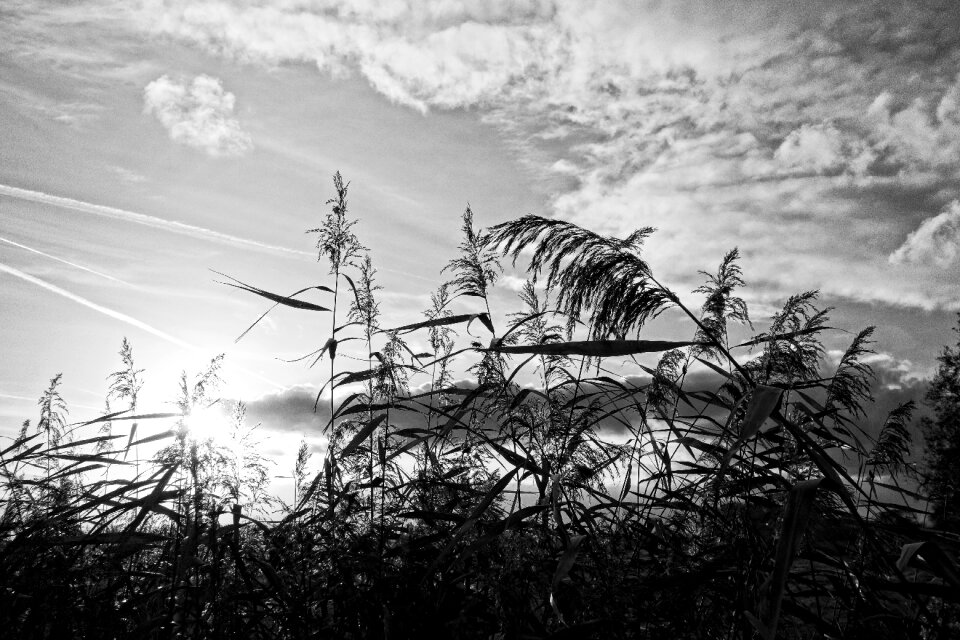 Plant silhouette sunset