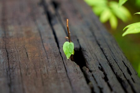 Wood-fibre boards wood nature photo