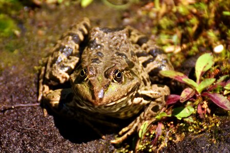 Water frog frog pond high