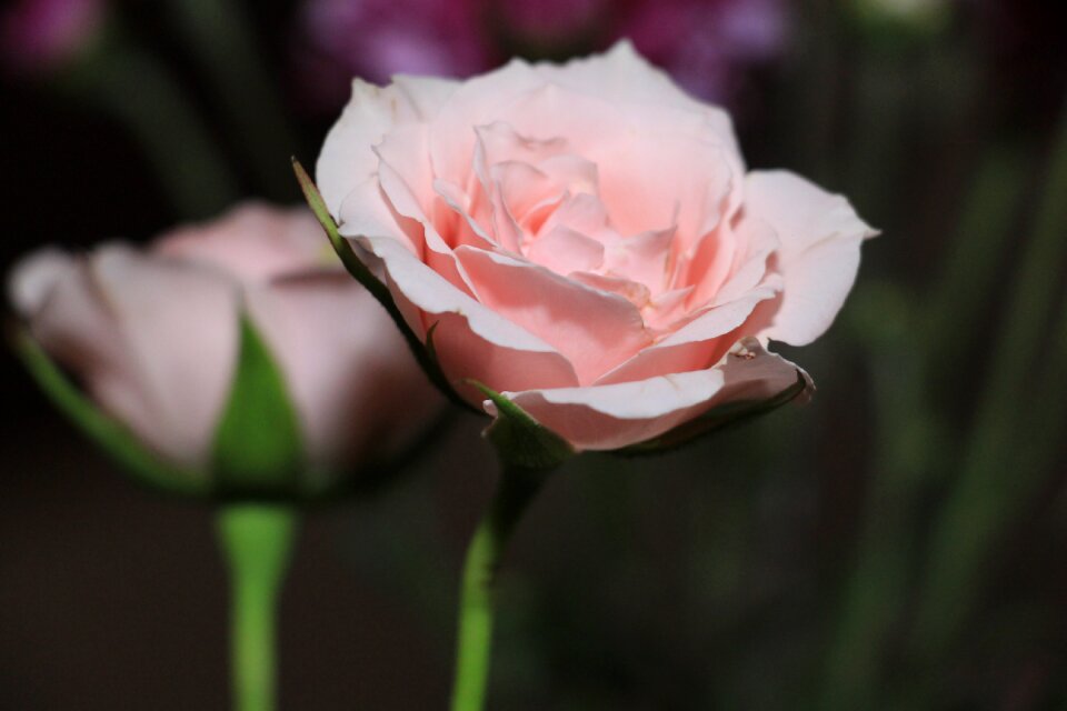 Flowers spring flowery