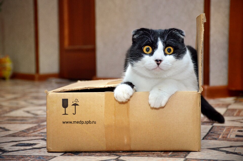 Box cute Free photos