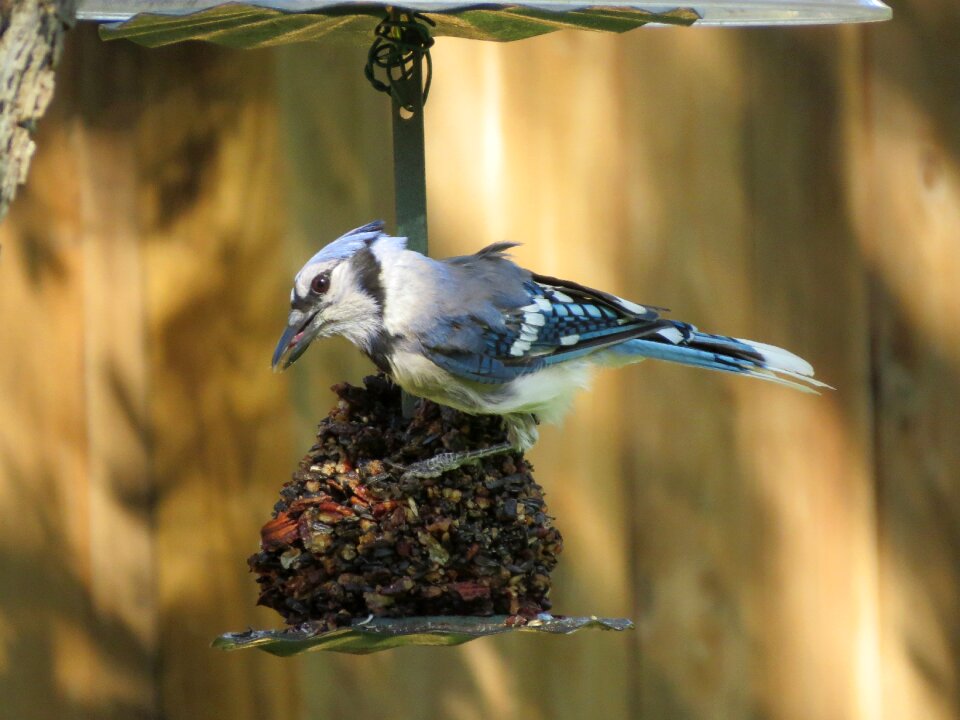 Blue jay blue and white wildlife