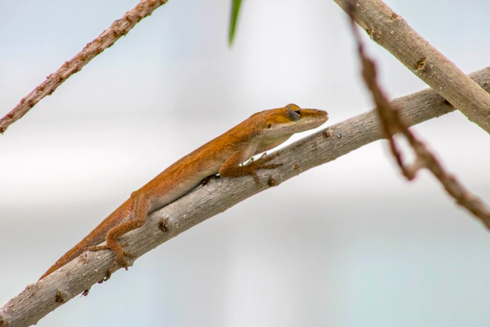 Reptile nature wildlife