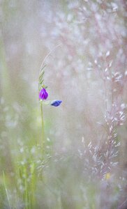 Spring netherlands weeds