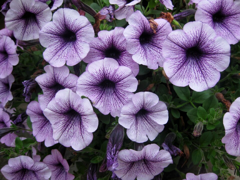 Petunias purple lilac flower