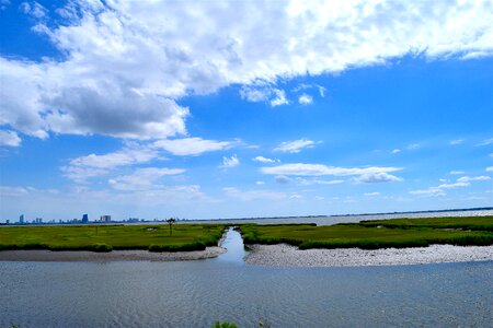 Estuary grass sunny