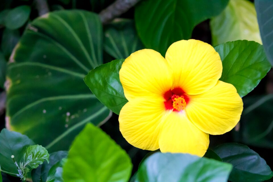 Floral nature plant