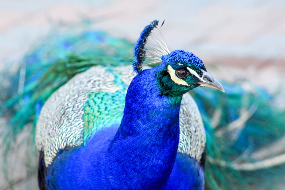 Animal wildlife peacock