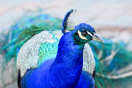 Animal wildlife peacock photo